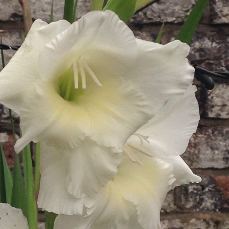 Plant image Gladiolus 'White Prosperity'