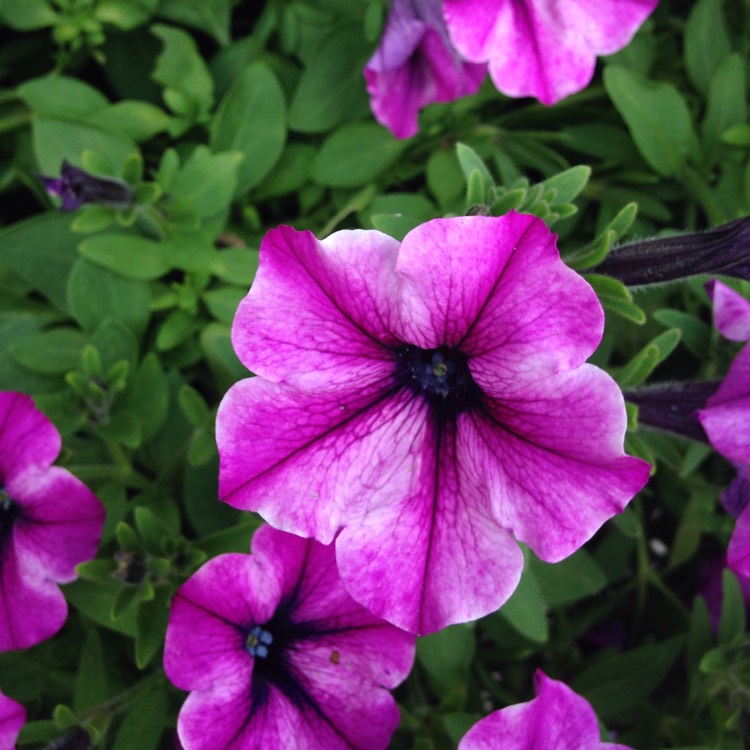 Plant image Petunia Fanfare 'Creme de Cassis'