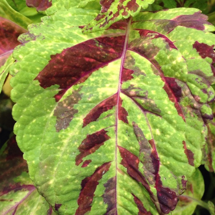 Plant image Plectranthus scutellarioides 'Scatter Splatter'