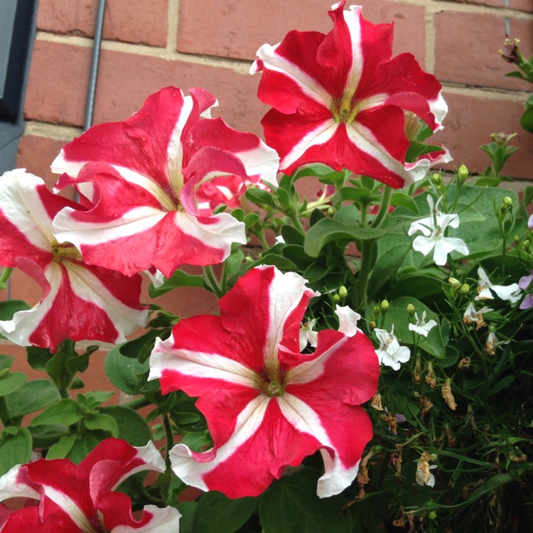 Plant image Petunia 'Star Mix' (Mix)