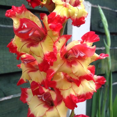 Gladiolus 'Las Vegas'