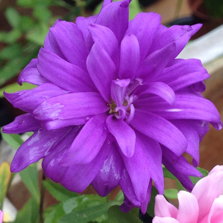 Plant image Callistephus chinensis 'Ostrich Feather Mixed'