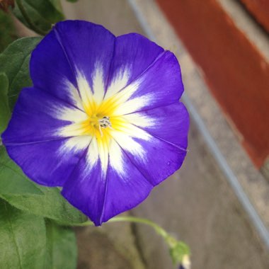 Convolvulus Tricolor 'Blue Ensign'