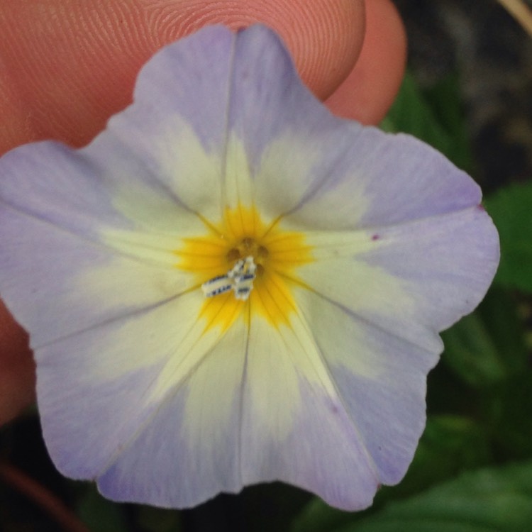 Plant image Ipomoea purpurea