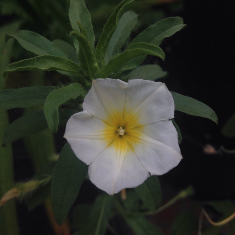 Plant image Ipomoea purpurea 'Milky Way'