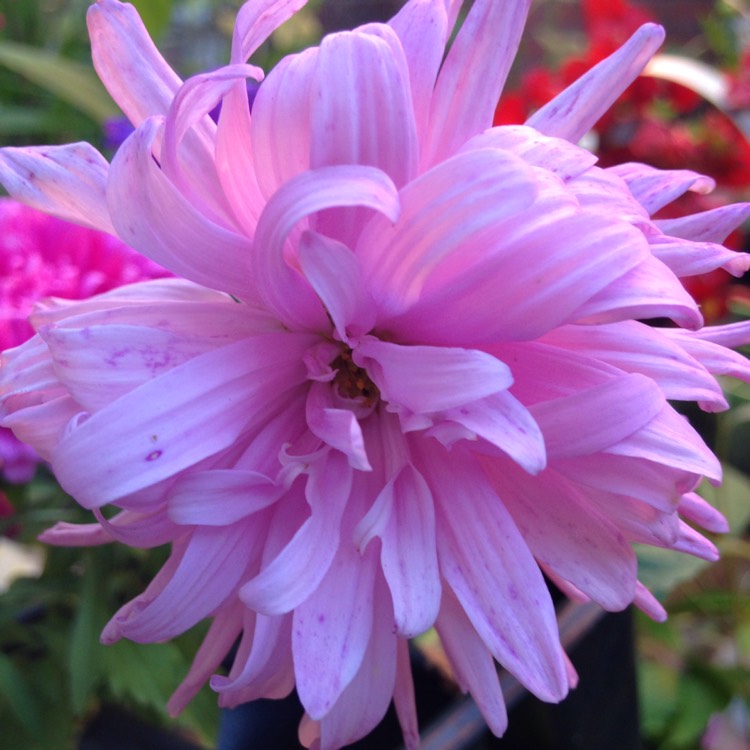 Plant image Callistephus chinensis 'Ostrich Feather Mixed'