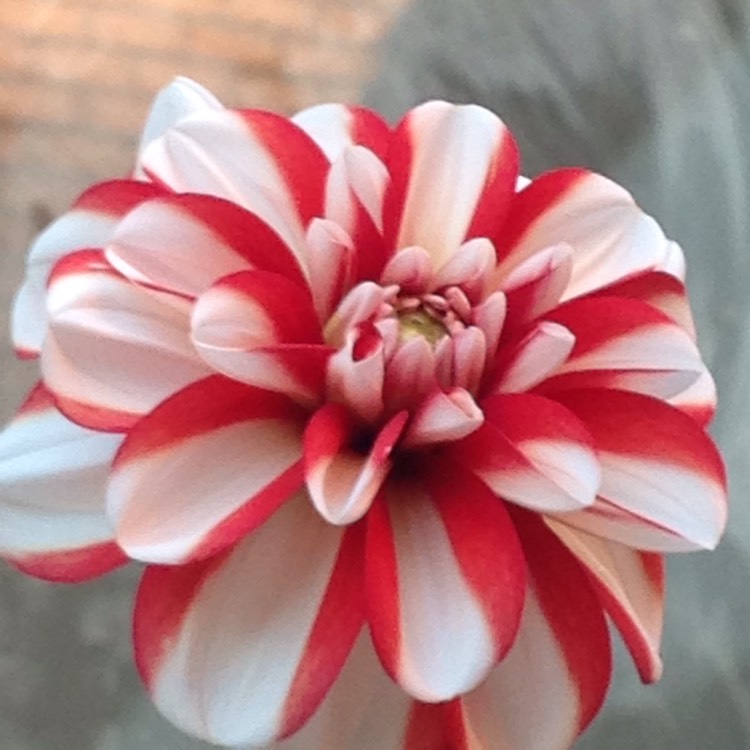 Plant image Dahlia 'Dragon's Breath'