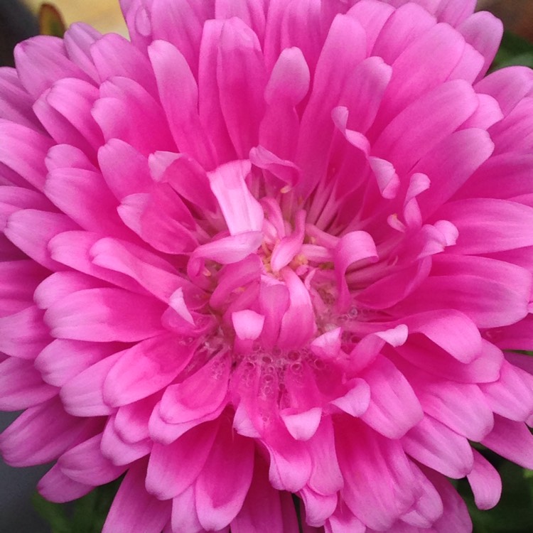 Plant image Aster 'Asteroid Mix'