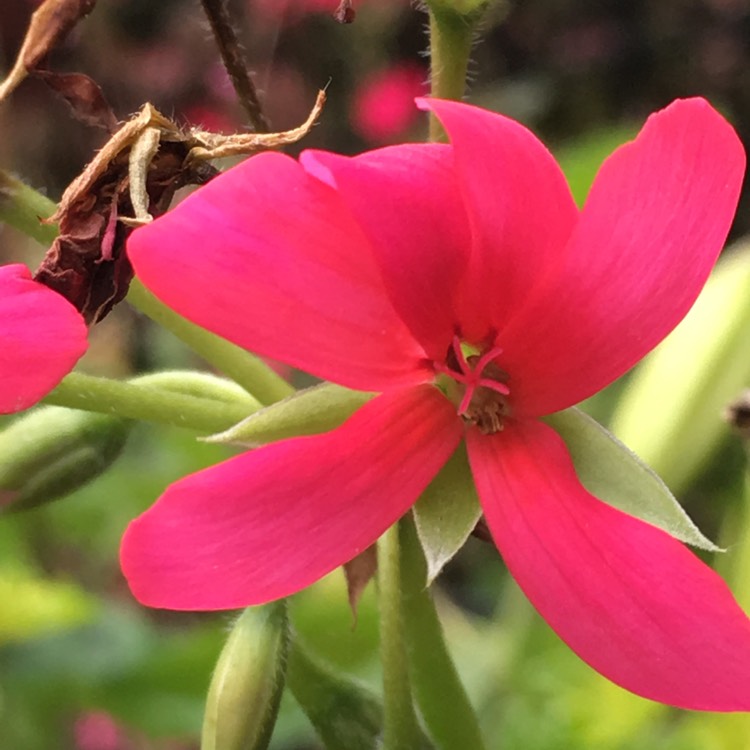 Plant image Pelargonium 'Rotemica' syn. Pelargonium 'Red Mini Cascade'