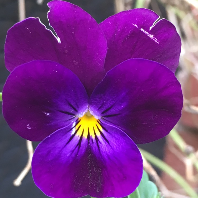 Plant image Viola cornuta 'Rocky Mickey'