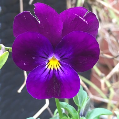 Viola Cornuta 'Black Jack'