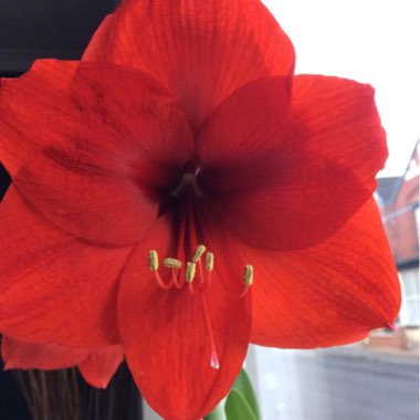 Hippeastrum (Galaxy Group) 'Red Lion'