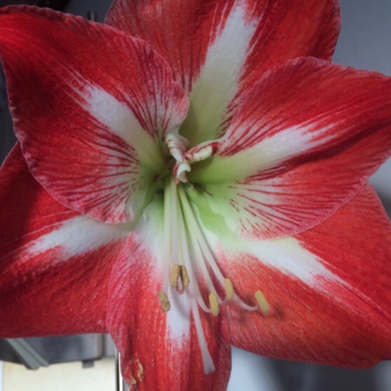 Plant image Hippeastrum (Galaxy Group) 'Minerva'