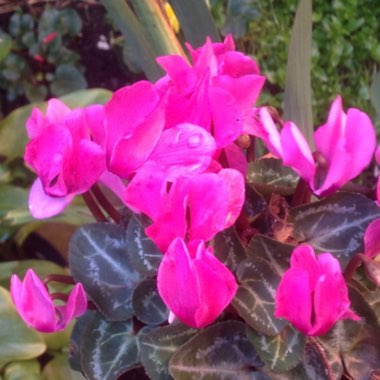 Cyclamen