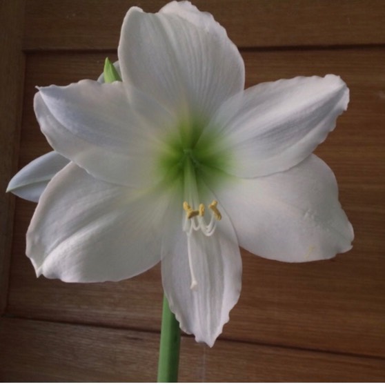 Plant image Hippeastrum 'Snow White'