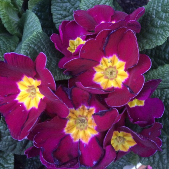 Plant image Primula Denticulata 'Ruby'