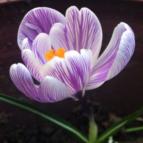 Plant image Crocus vernus 'Striped Beauty'