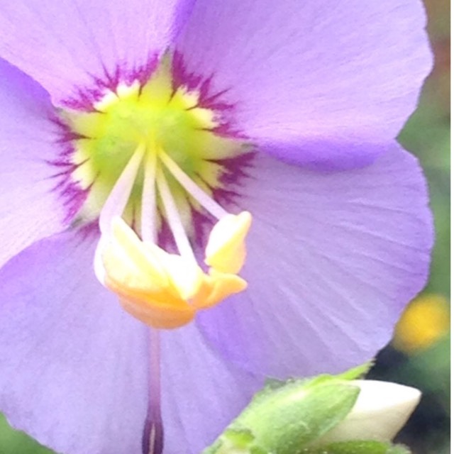 Plant image Polemonium reptans 