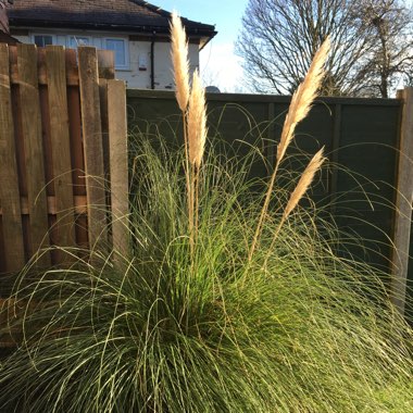 Cortaderia selloana