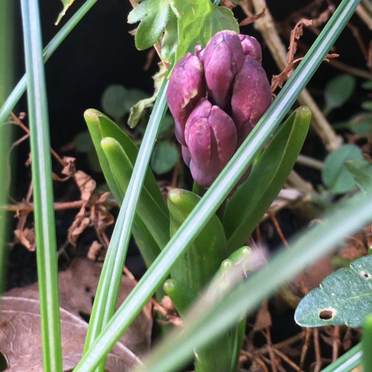 Plant image Hyacinthus orientalis 'Miss Saigon'