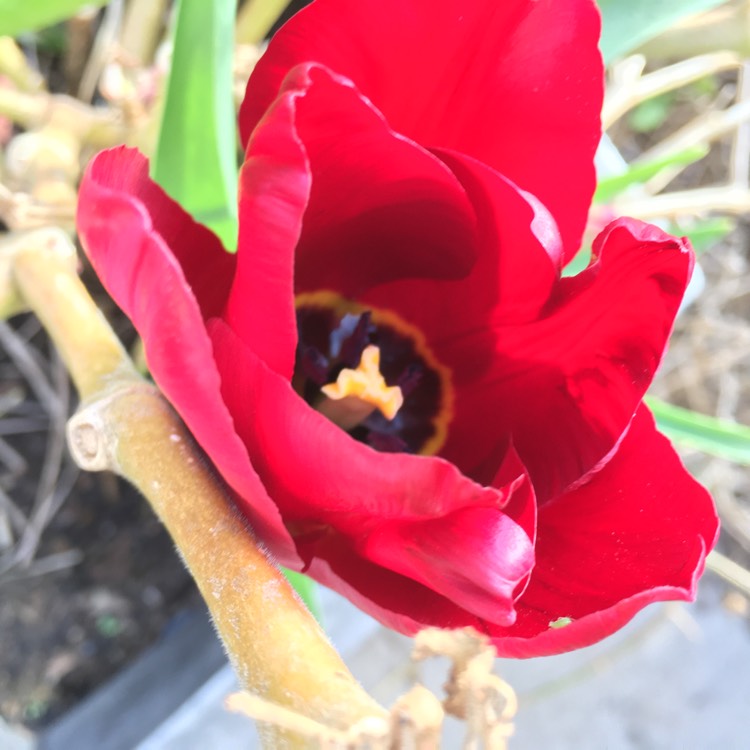 Plant image Tulipa undulatifolia syn. Tulipa eichleri