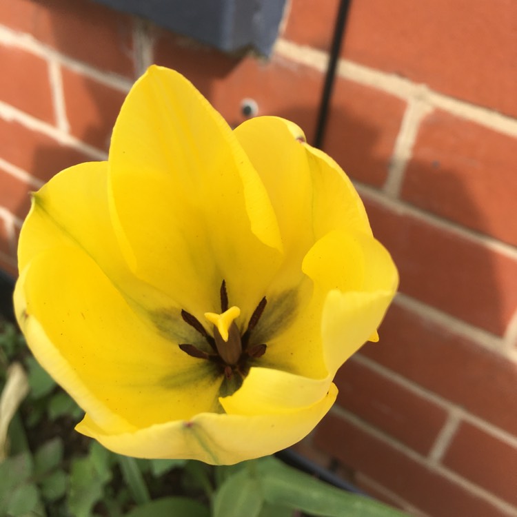 Plant image Tulipa gesneriana 'Lutea'