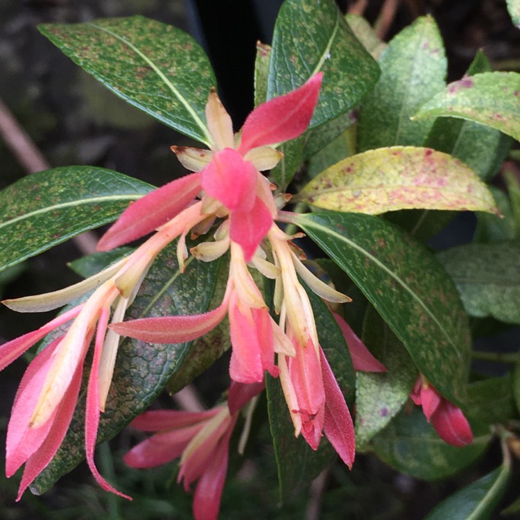 Plant image Pieris 'Flaming Silver'