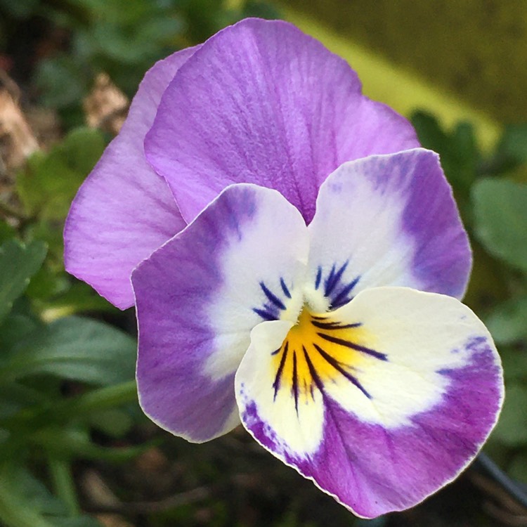 Plant image Viola cornuta 'Rocky Mickey'