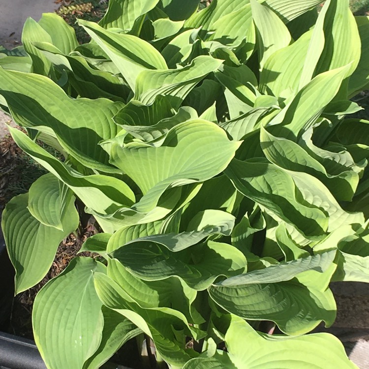 Plant image Hosta 'Aureomarginata' (ventricosa) syn. Hosta ventricosa 'Aureomarginata', Hosta 'Variegata' (ventricosa), Hosta 'Ventricosa Variegata'