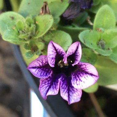 Calibrachoa