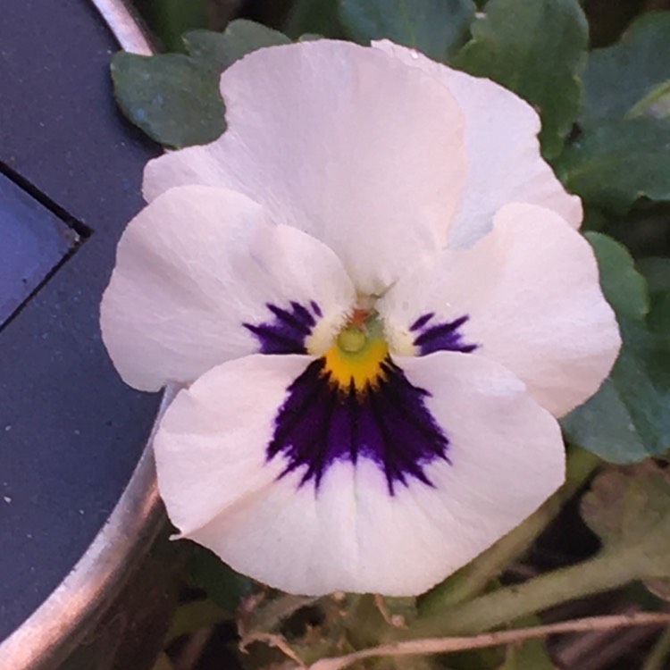 Plant image Viola tricolor