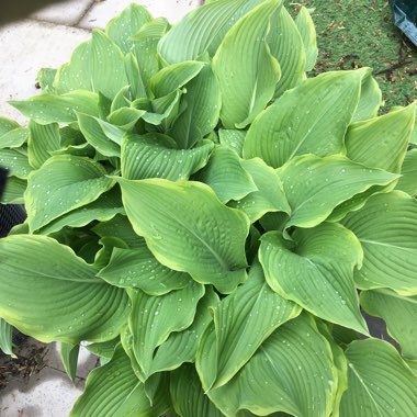 Hosta 'Frances Williams' syn. Hosta 'Eldorado', Hosta 'Yellow Edge'