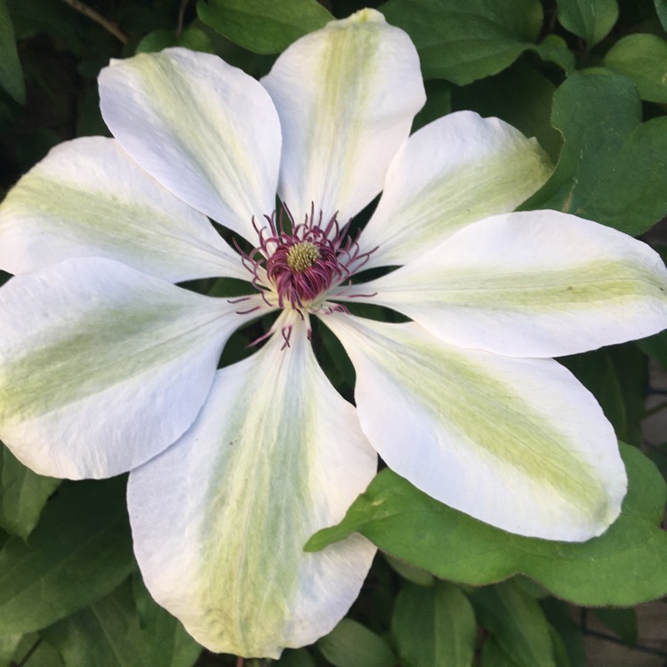 Plant image Clematis 'Andromeda'