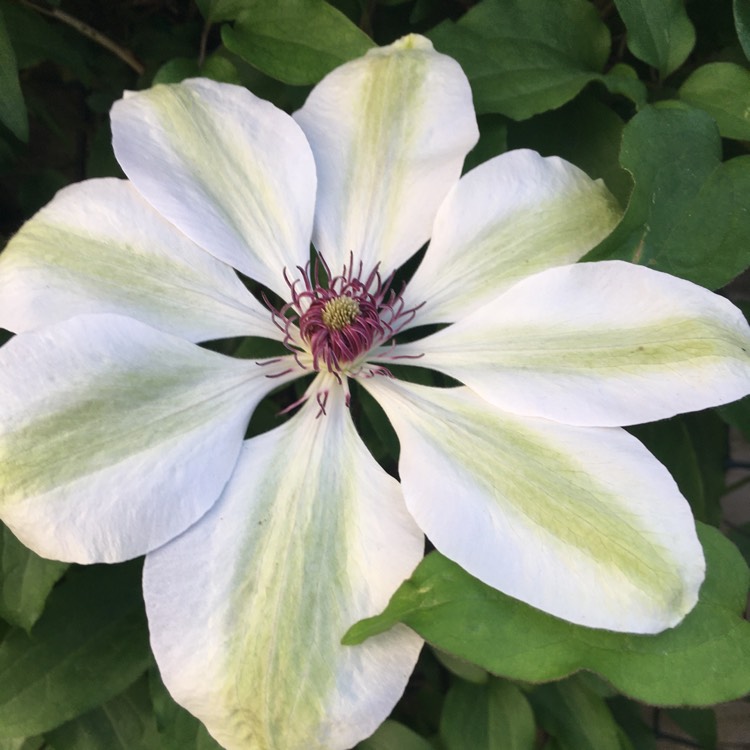 Plant image Clematis 'Miss Bateman'