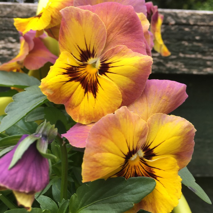 Plant image Viola cornuta 'Penny™ Orange Jump Up'