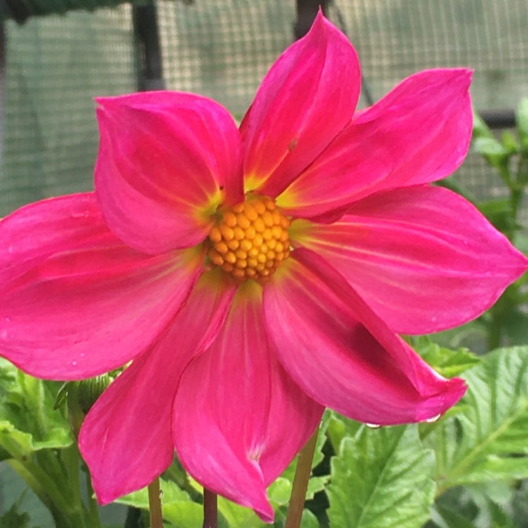 Plant image Dahlia 'Amazon Pink'