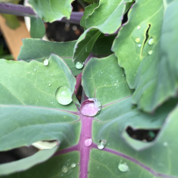 Plant image Brassica oleracea (Italica Group) 'Purple Sprouting'