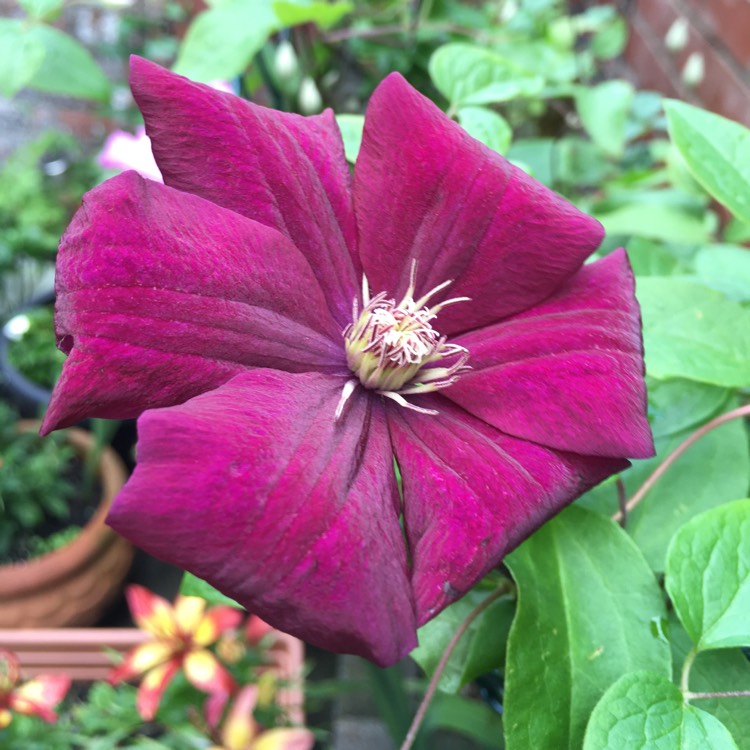 Plant image Clematis 'Niobe'