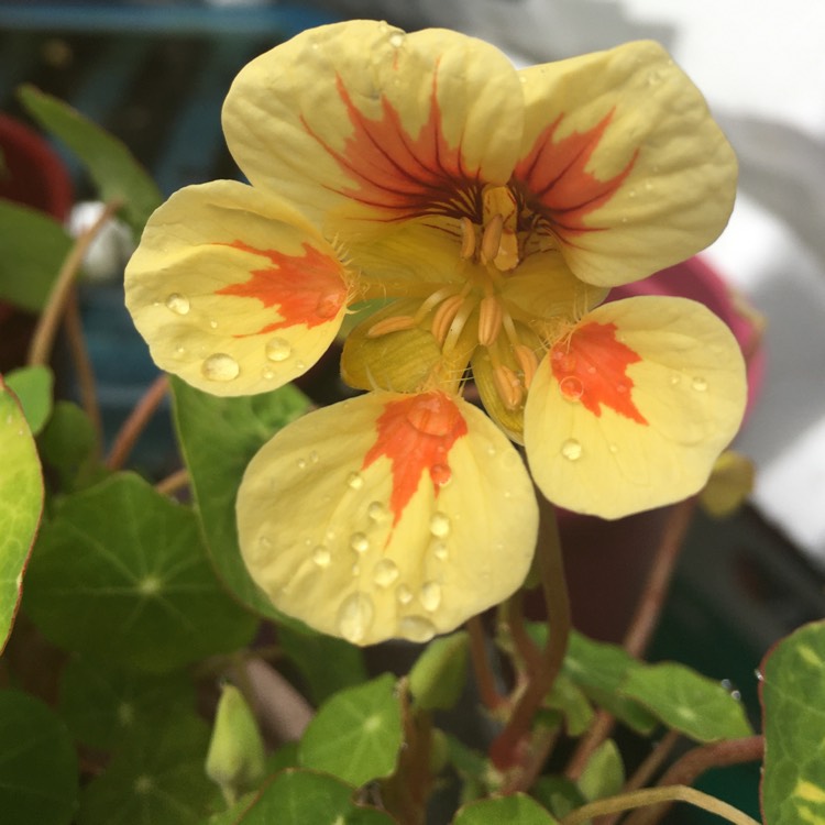 Plant image Tropaeolum majus 'Peach Melba'