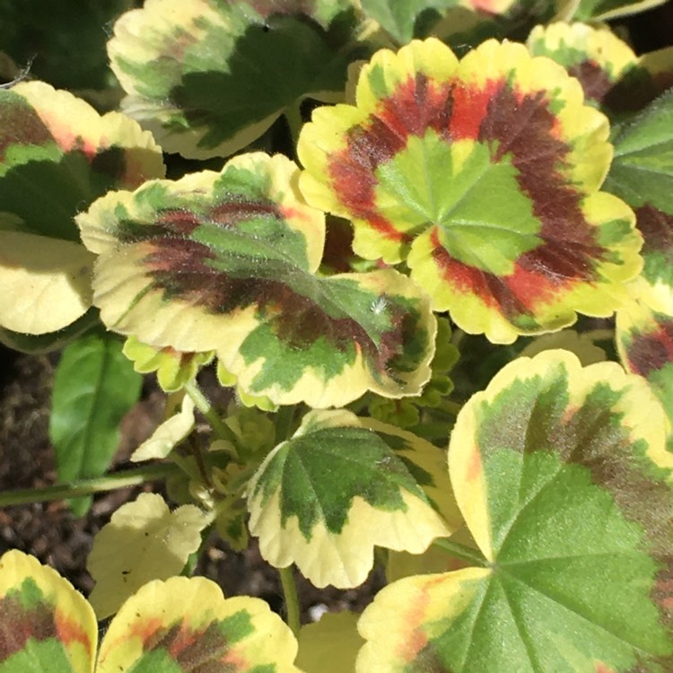 Plant image Pelargonium 'Bold Shades'