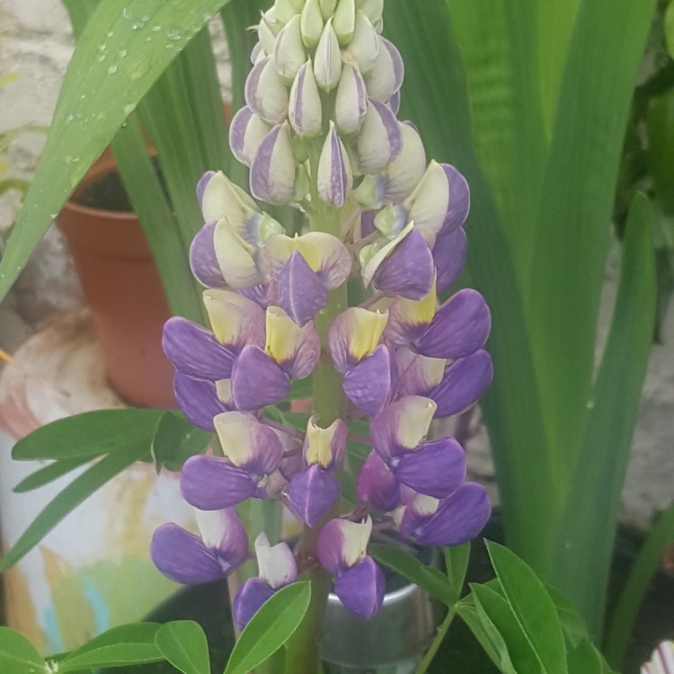 Plant image Lupinus 'Purple Swirl'