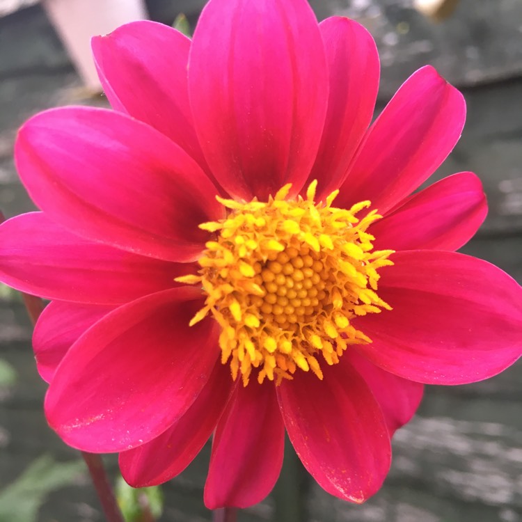 Plant image Dahlia 'Amazon Pink'