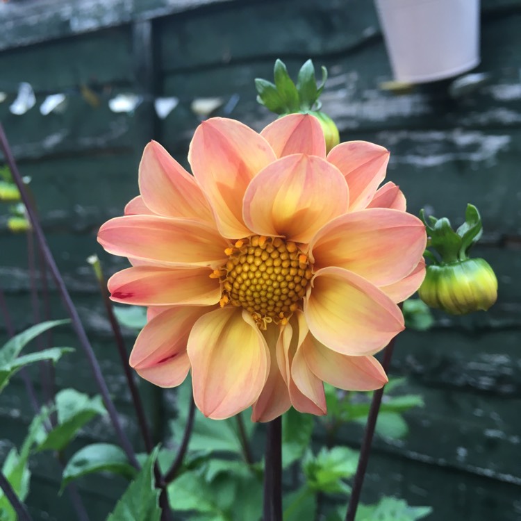 Plant image Dahlia 'Happy Single™ First Love'