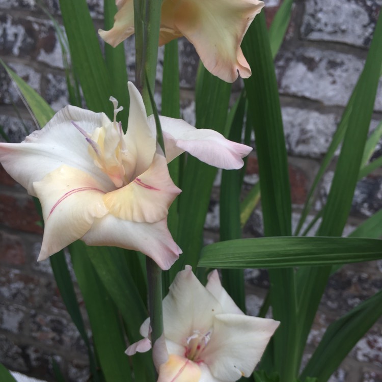 Plant image Gladiolus delenii 'Bolivian Peach'