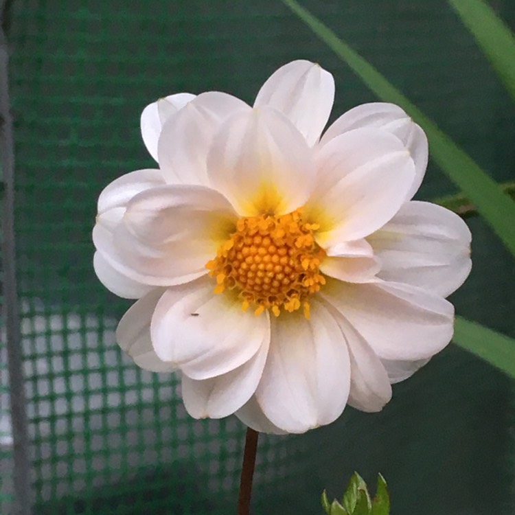 Plant image Dahlia 'Bishop of Dover'