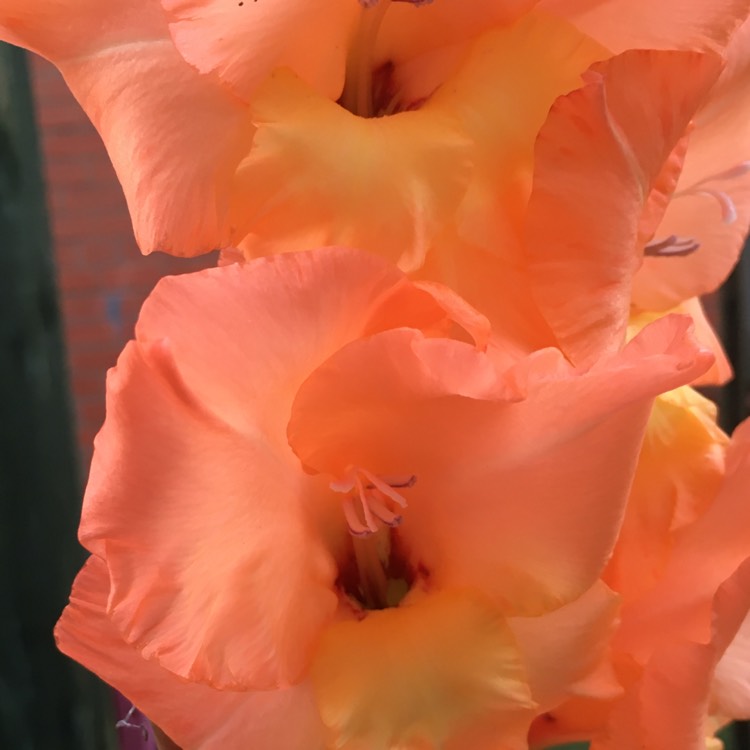 Plant image Gladiolus 'Yellow Star'