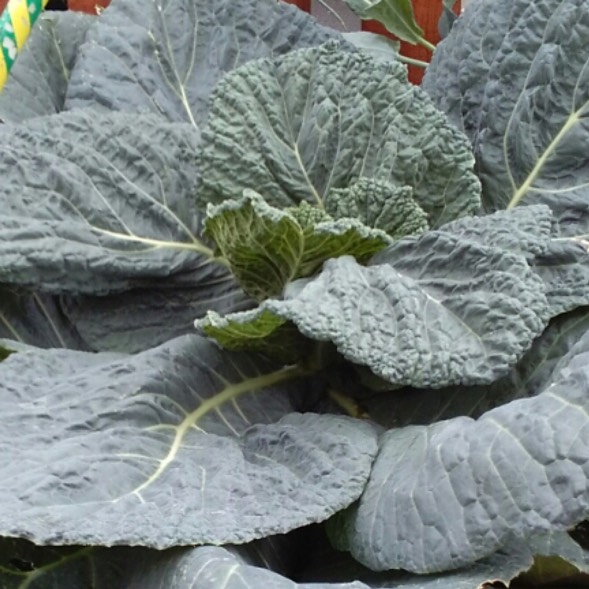 Plant image Brassica oleracea capitata 'King' F1