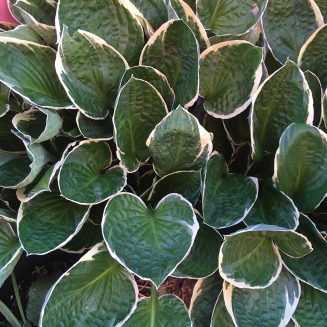 Plant image Hosta 'Aureomarginata' (ventricosa) syn. Hosta ventricosa 'Aureomarginata', Hosta 'Variegata' (ventricosa), Hosta 'Ventricosa Variegata'