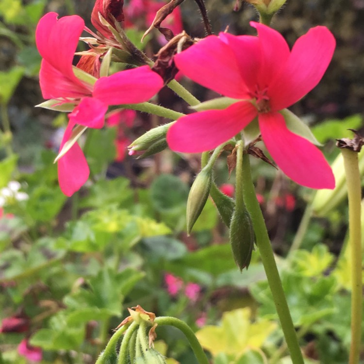 Plant image Pelargonium x hortorum