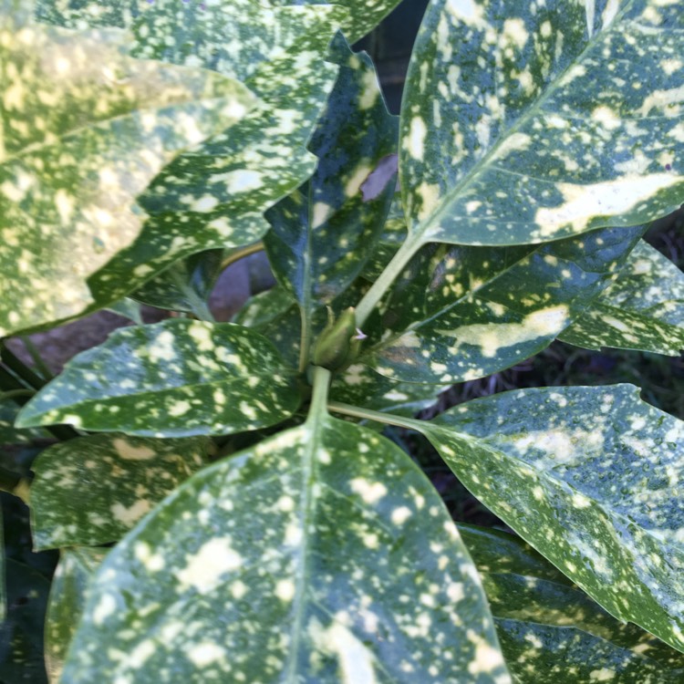 Plant image Aucuba variegata 'Crotonifolia'